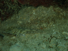 Fusigobius neophytus