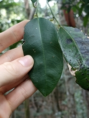 Capparis arborea