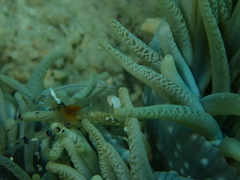 Ancylocaris brevicarpalis