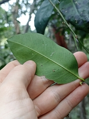 Capparis arborea