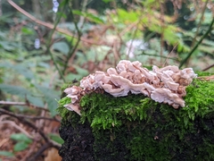 Stereum gausapatum