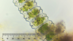 Desmidium