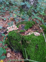 Stereum gausapatum