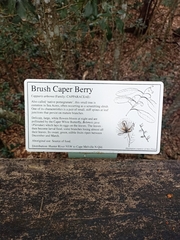 Capparis arborea