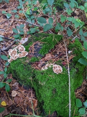 Stereum gausapatum