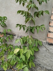 Acer negundo