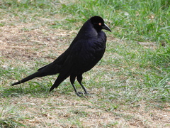 Molothrus oryzivorus
