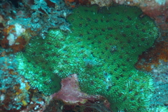 Acanthastrea