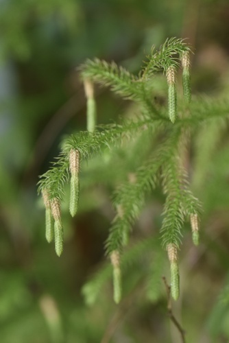 staghorn clubmoss