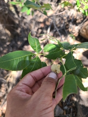 Ptelea trifoliata