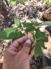 Ptelea trifoliata