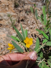 Senna roemeriana