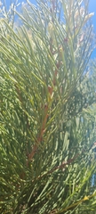 Hakea drupacea