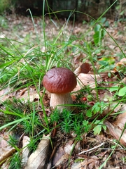 Boletus pinophilus