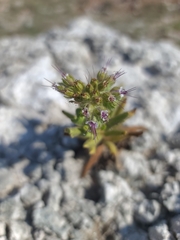 Phacelia integrifolia