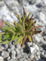 Phacelia integrifolia