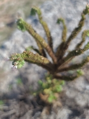 Phacelia integrifolia