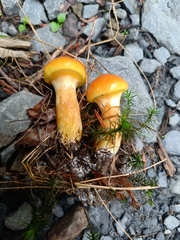 Suillus grevillei