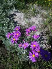 Senecio arenarius