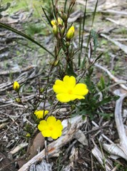 Hibbertia virgata