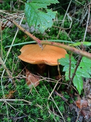 Suillus grevillei