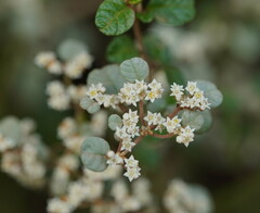 Spyridium parvifolium
