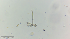 Nostocales