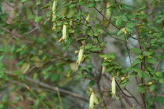 Correa reflexa lobata