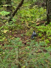 Nucifraga caryocatactes