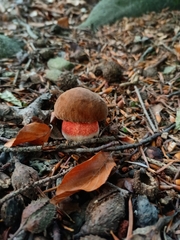 Neoboletus luridiformis