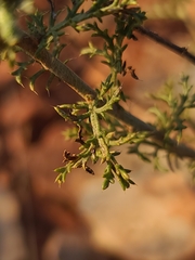 Xanthisma spinulosum