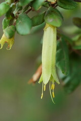 Correa reflexa lobata