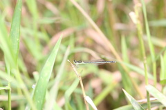 Agriocnemis