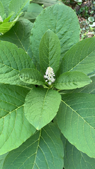 Phytolacca acinosa
