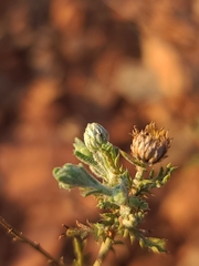 Xanthisma spinulosum