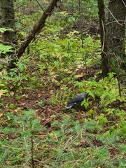 Nucifraga caryocatactes