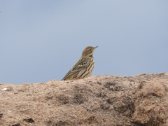 Anthus cervinus