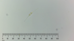 Cylindrotheca closterium