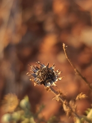 Xanthisma spinulosum