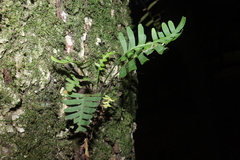 Polypodioideae