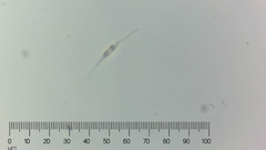 Cylindrotheca closterium