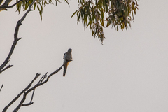 Cacomantis flabelliformis