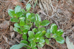Coprosma repens