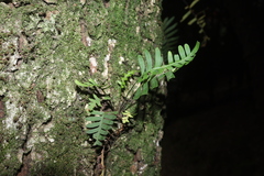 Polypodioideae