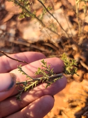 Xanthisma spinulosum