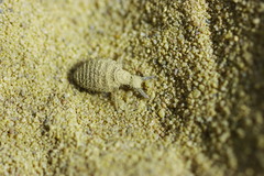 Myrmeleon formicarius