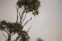 Cacomantis flabelliformis