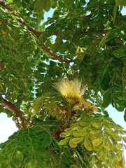 Pseudosamanea guachapele