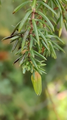 Oligotrophus juniperinus