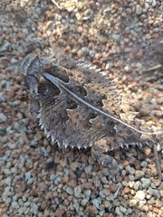Phrynosoma cornutum